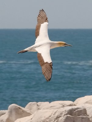 Cape Gannet