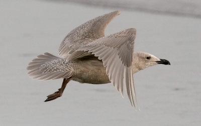 Glaucous-winged Gull. 1st cycle