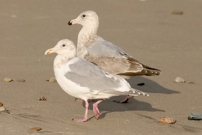 Front to rear: presumed adult GW x WEGU with presumed cy2 GW x HERG