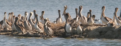 Brown Pelicans, all juveniles