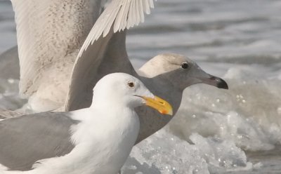 Western Gull (front) with 1st cycle Glaucous Gull