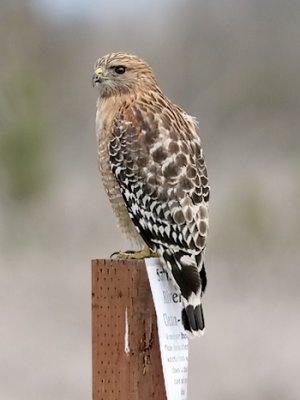 Red-shouldered Hawk, adult