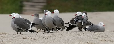 Heermanns Gulls