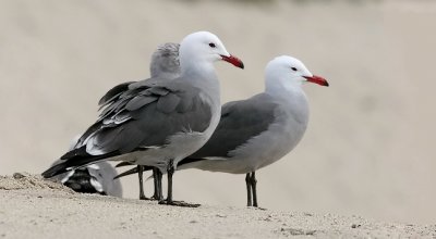 Heermann's Gulls, alternate adults