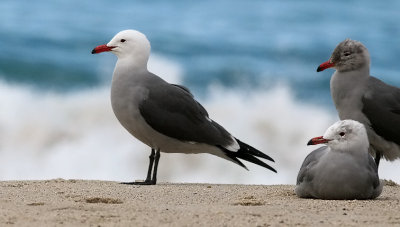 Heermann's Gulls