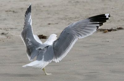 California Gull, probable albertaensis ssp, basic adult