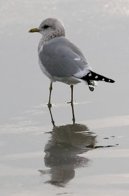 Mew Gull, basic adult