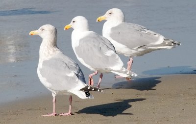 left to right: GW x HERG, GWGU, GW x WEGU, all adults