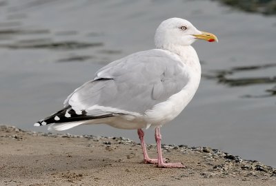 Herring Gull, adult