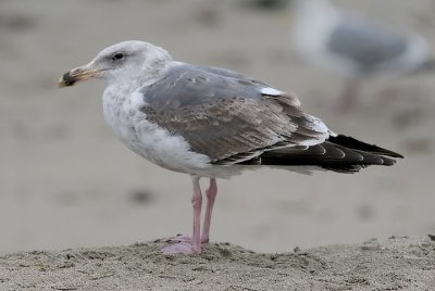 Western Gull, 2nd cycle