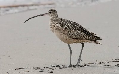 Long-billed Curlew