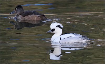 Smew, m. with female Ring-necked Duck
