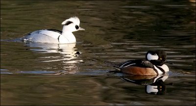 Smew, m. with male Hooded Merganser