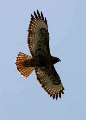Red-tailed Hawk, dark morph adult (#1 of 2)
