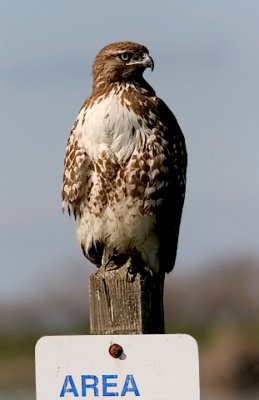 Red-tailed Hawk, imm.