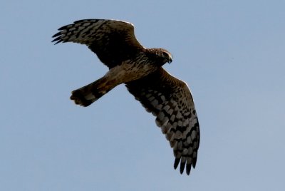 Northern Harrier, juvenile