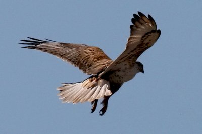 Ferruginous Hawk