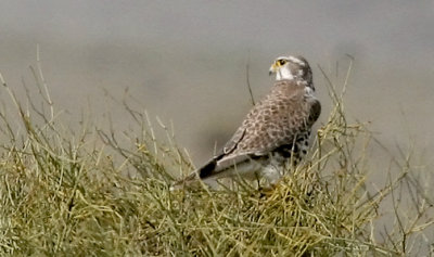 Prairie Falcon (#2 of 2)