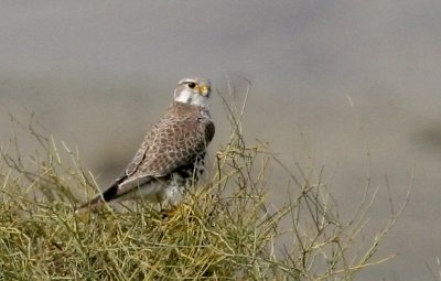 Prairie Falcon (#1 of 2)