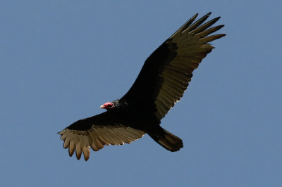 Turkey Vulture