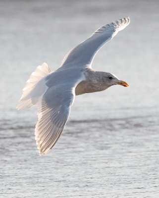 Glaucous-winged Gull, basic adult