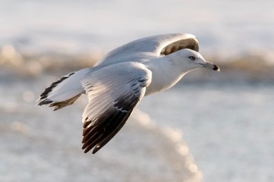 Ring-billed Gull, 2nd cycle