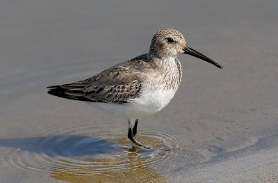 Dunlin, Western & Least Sandpipers