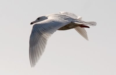 Glaucous Gull, probable 2nd cycle