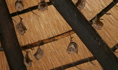 Peter's Epauletted Fruit Bat  (#2 of 3)