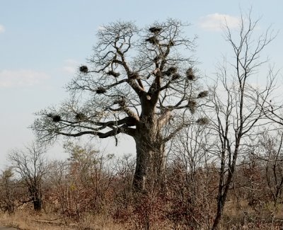 Baobab Tree with weaver nests