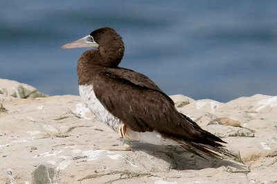 Brown Booby, m. (1 of 5)