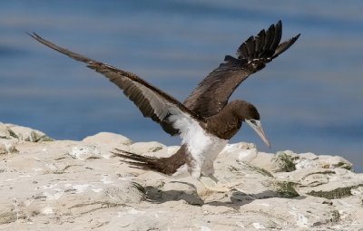 Brown Booby, m. (2 of 5)