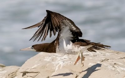 Brown Booby, m. (3 of 5)