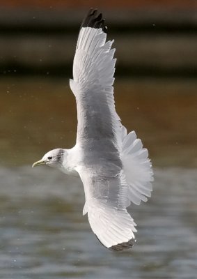 Black-legged Kittiwake, basic adult