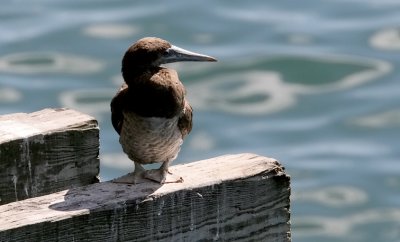 Brown Booby, imm. male (4 of 5)