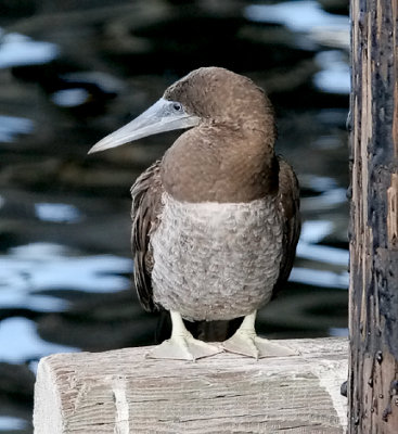 Brown Booby, imm. male 5 of 5)