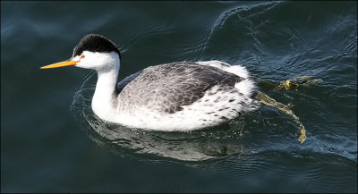 Clark's Grebe