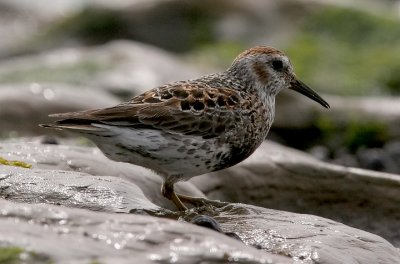 Rock Sandpiper, prealternate (#1 of 3)