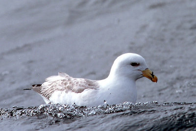 Northern Fulmar, light phase