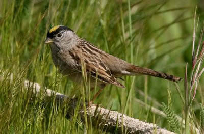 Golden-crowned Sparrow, alternate