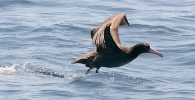 Short-tailed Albatross, immature