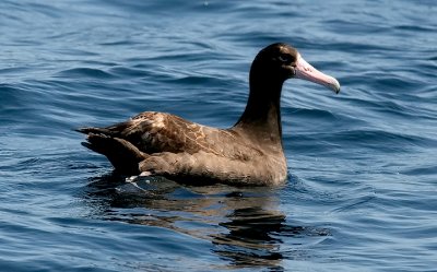 Short-tailed Albatross, immature 