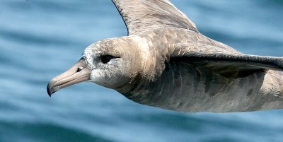 Black-footed Albatross