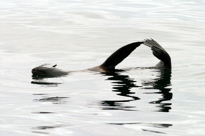 Northern Fur Seal