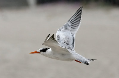 Elegant Tern, juvenile