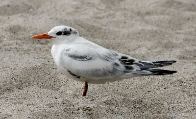 Elegant Tern, juvenile