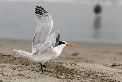 Elegant Tern, 1st cycle