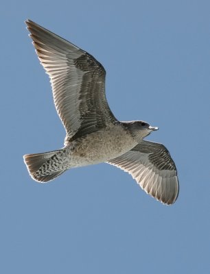 Western Gull, 1st cycle