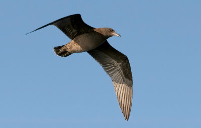 Heermann's Gull, 1st cycle