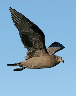 Heermann's Gull, 2nd cycle